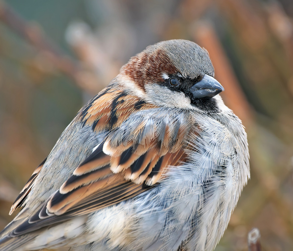 Фотографія Горобець хатній, самець (Passer domesticus) / Igor Chervonenko / photographers.ua