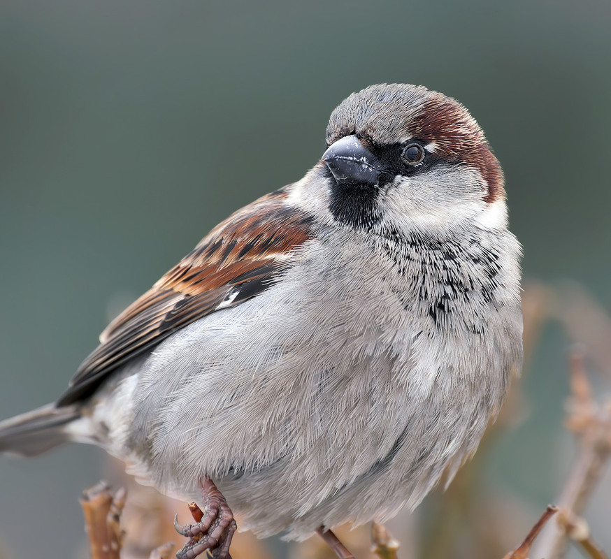 Фотографія Горобець хатній, самець (Passer domesticus) / Igor Chervonenko / photographers.ua