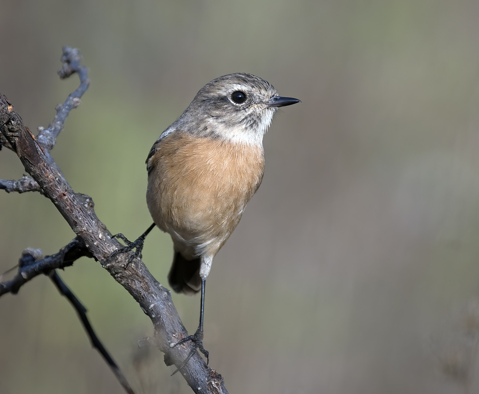 Фотографія Горихвістка звичайна (Phoenicurus phoenicurus) / Igor Chervonenko / photographers.ua