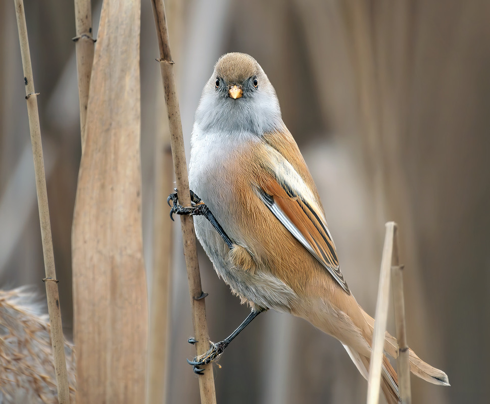 Фотографія Здивування / Igor Chervonenko / photographers.ua