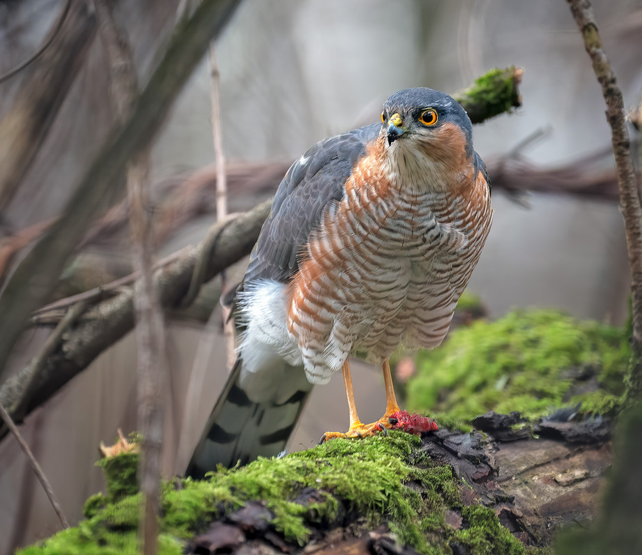Фотографія Яструб малий, самець (Accipiter nisus) / Igor Chervonenko / photographers.ua