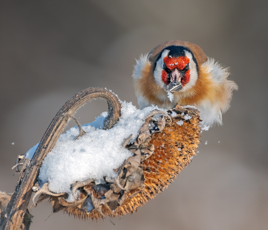 Фотографія Смачного! / Igor Chervonenko / photographers.ua