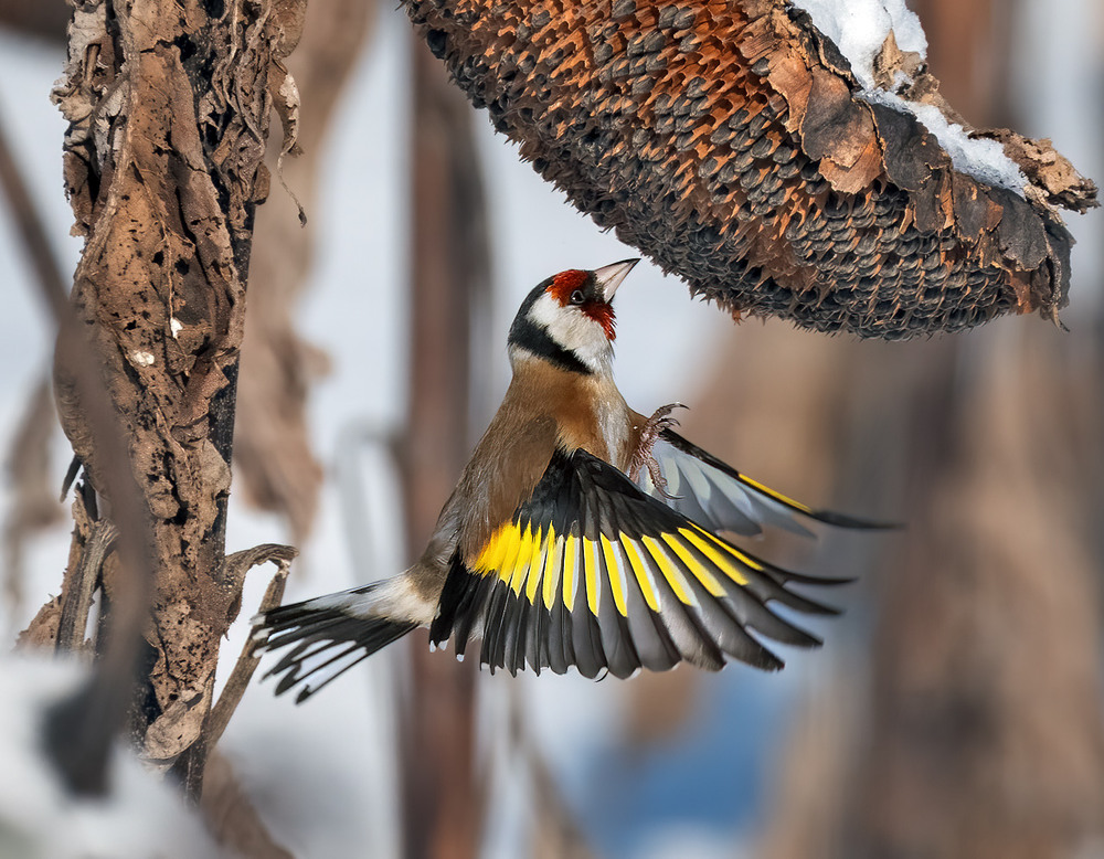 Фотографія За зернятами / Igor Chervonenko / photographers.ua