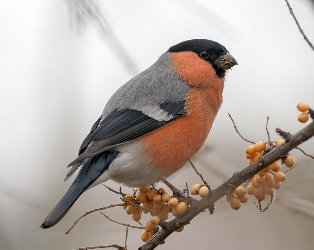 Фотографія Спогади про зиму... / Igor Chervonenko / photographers.ua