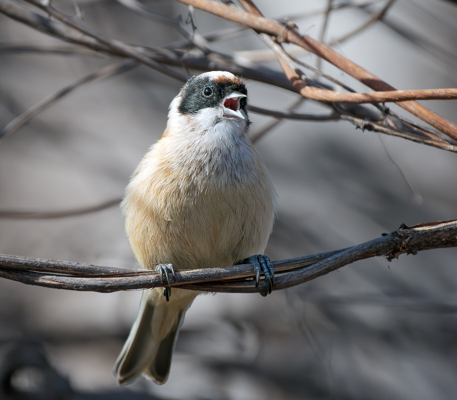 Фотографія Весна! / Igor Chervonenko / photographers.ua