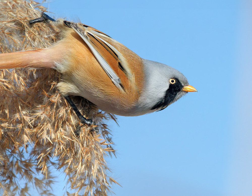 Фотографія Животные / Igor Chervonenko / photographers.ua