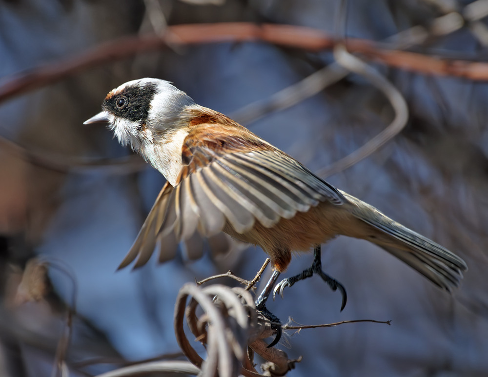 Фотографія Зліт / Igor Chervonenko / photographers.ua