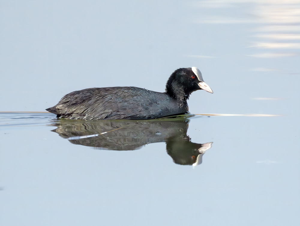 Фотографія Задзеркалля / Igor Chervonenko / photographers.ua