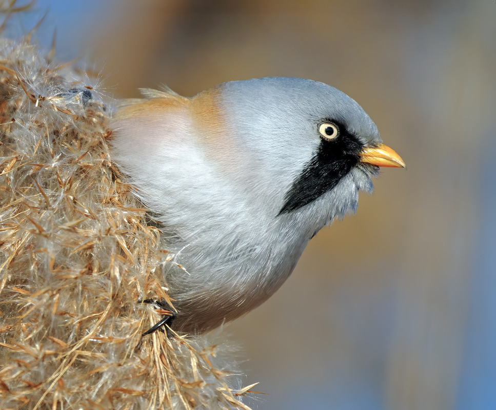 Фотографія Синиця вусата / Igor Chervonenko / photographers.ua