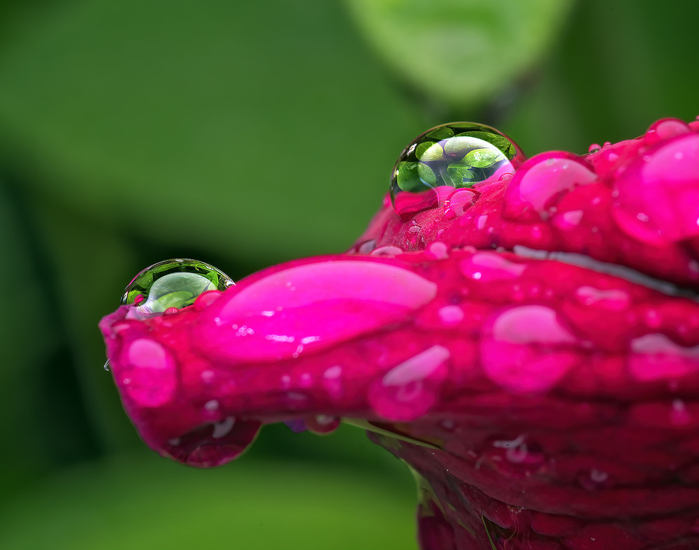 Фотографія After the Rain / Igor Chervonenko / photographers.ua