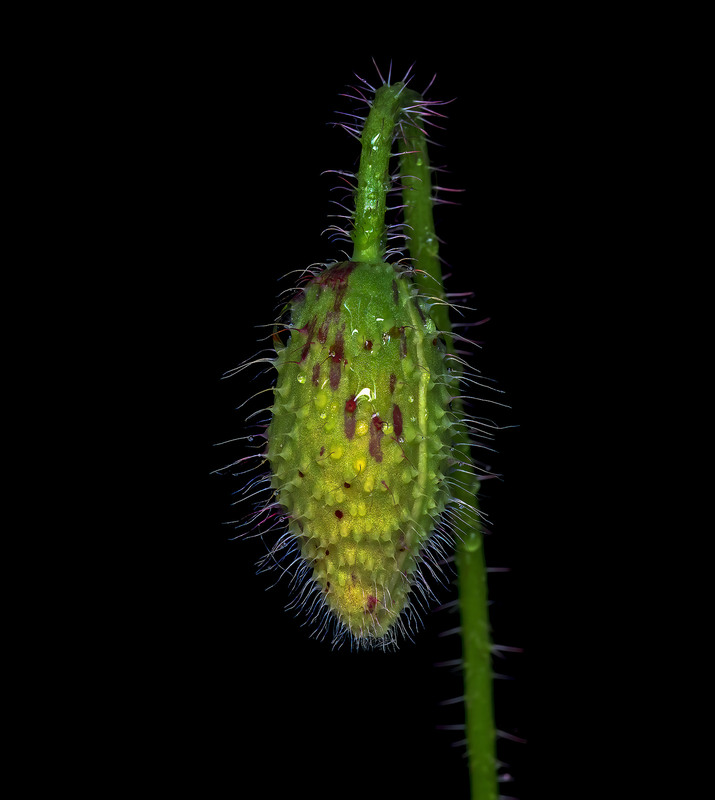 Фотографія Мокра маківка / Igor Chervonenko / photographers.ua