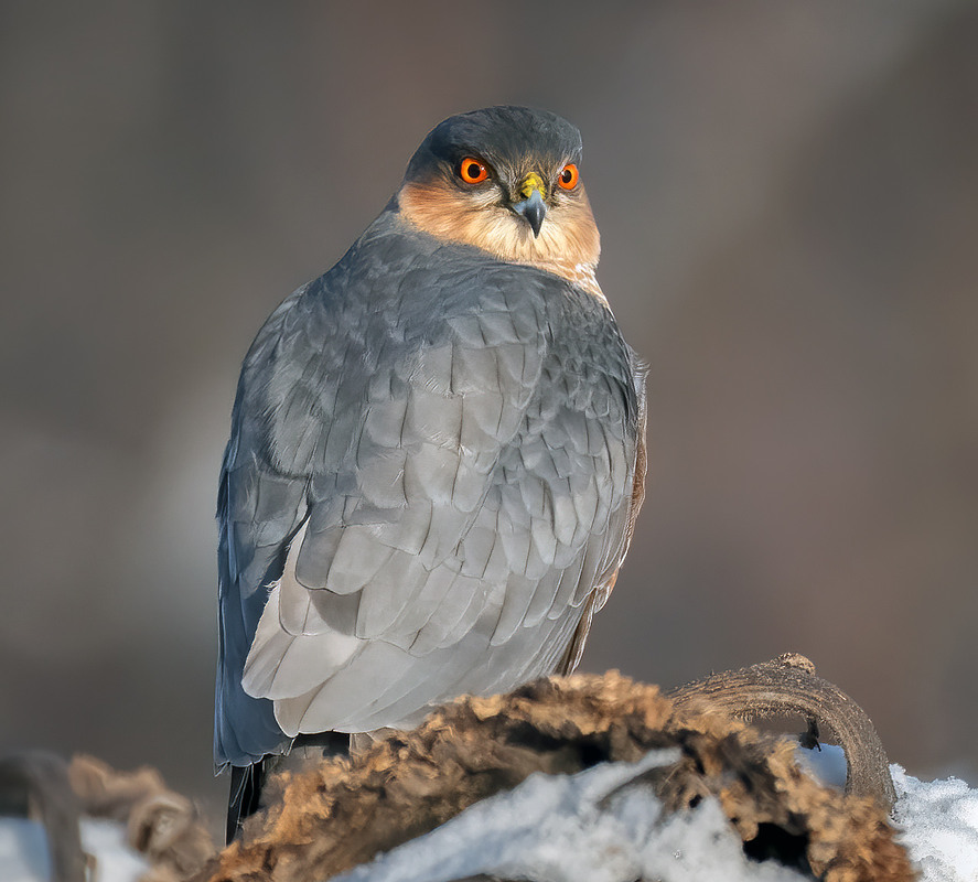 Фотографія Яструб малий, самець (Accipiter nisus) / Igor Chervonenko / photographers.ua