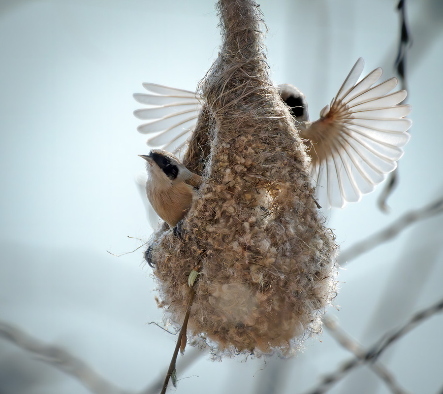 Фотографія Гніздобуд / Igor Chervonenko / photographers.ua