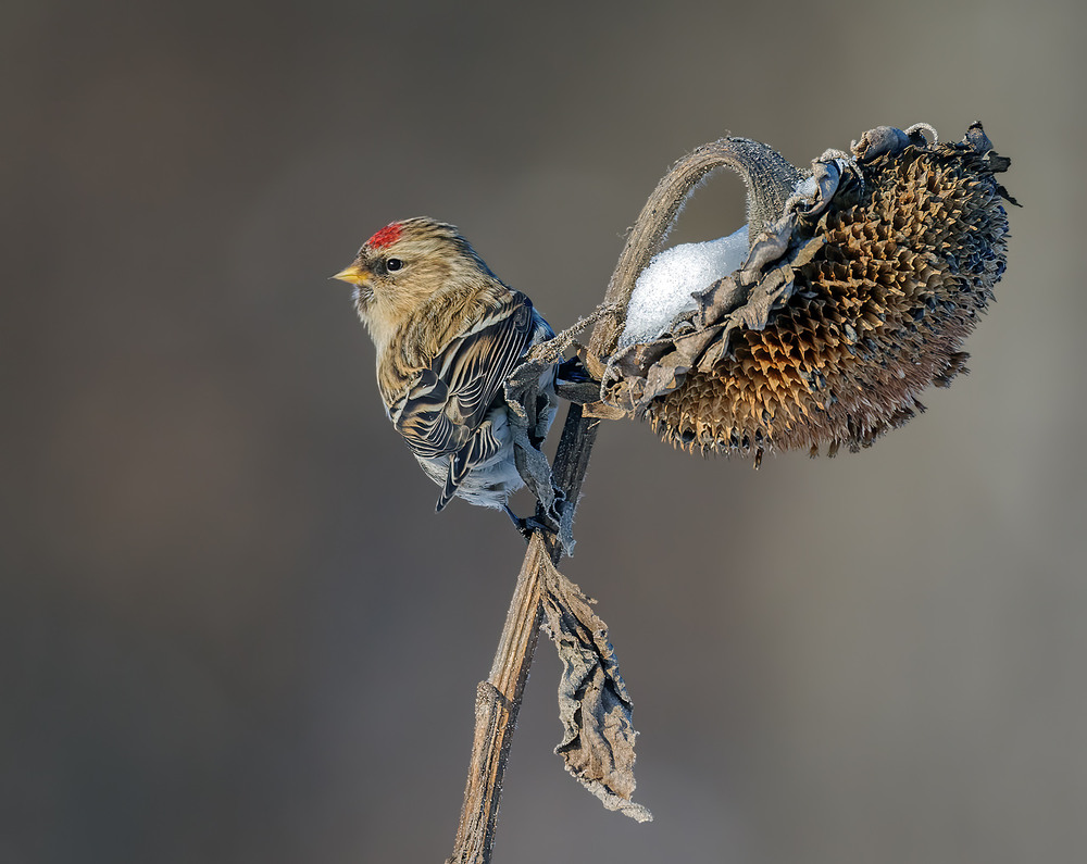 Фотографія Чечітка звичайна, самка (Acanthis flammea) / Igor Chervonenko / photographers.ua