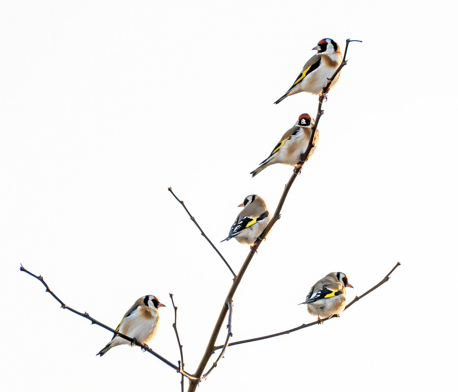 Фотографія Дозор / Igor Chervonenko / photographers.ua