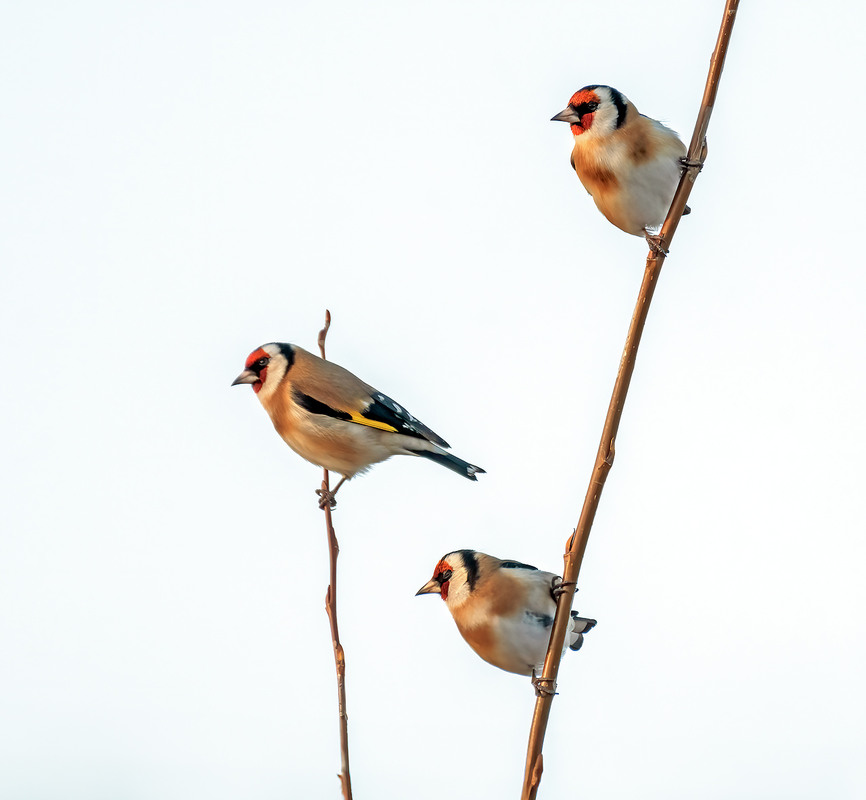 Фотографія Графіка / Igor Chervonenko / photographers.ua