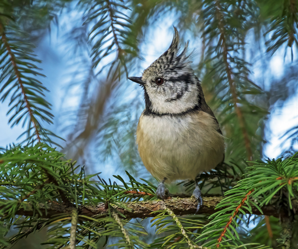 Фотографія Чубатурка / Igor Chervonenko / photographers.ua