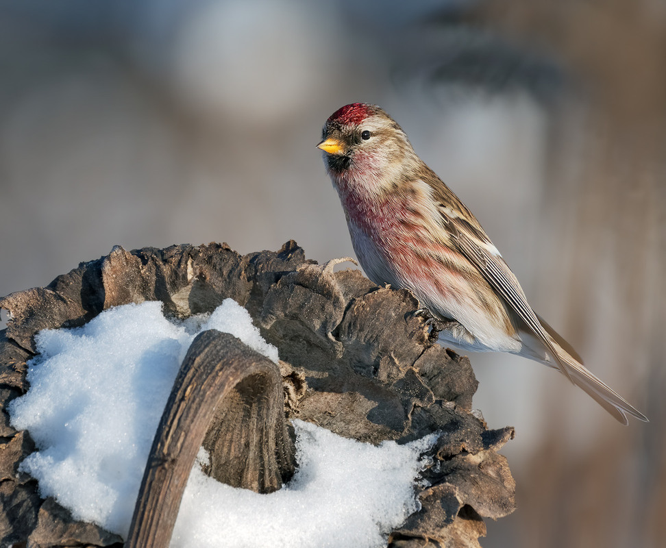 Фотографія Чечітка звичайна, самець (Acanthis flammea) / Igor Chervonenko / photographers.ua