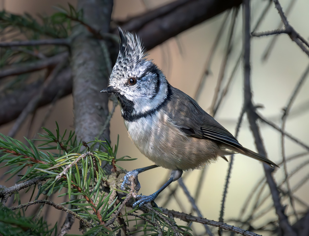 Фотографія Синиця чубата (Lophophanes cristatus) / Igor Chervonenko / photographers.ua