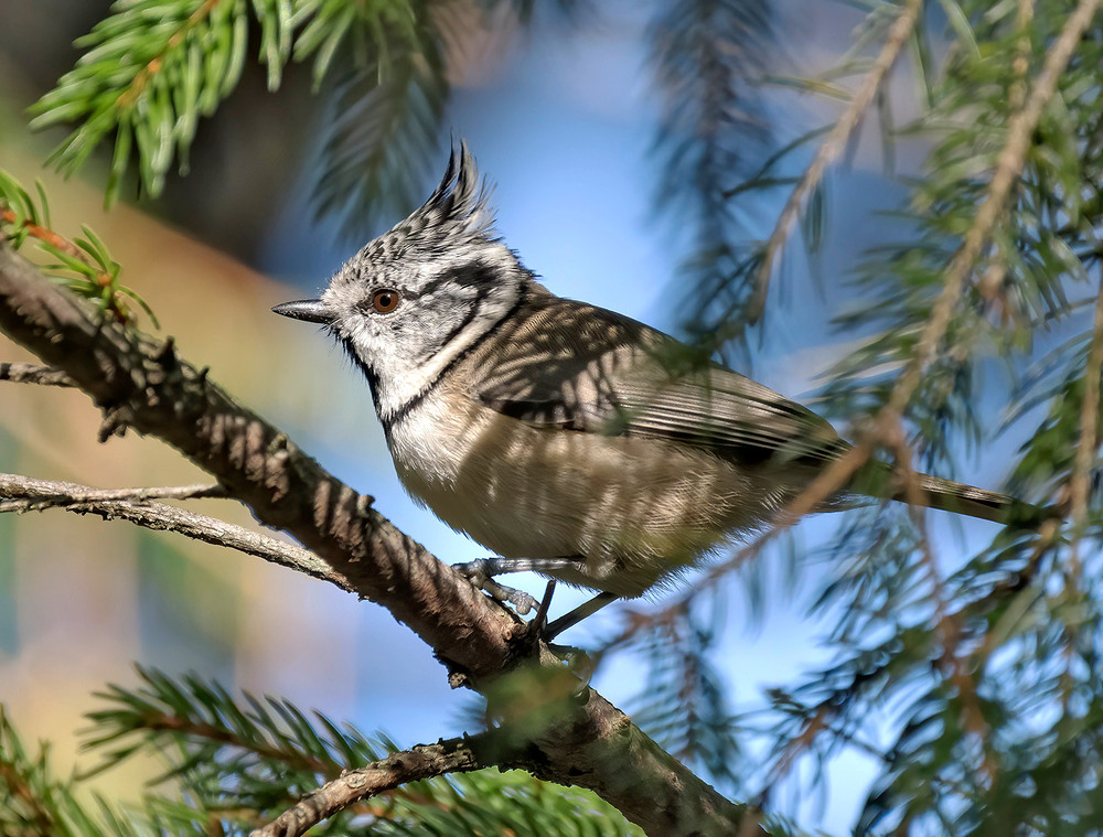 Фотографія Синиця чубата / Igor Chervonenko / photographers.ua