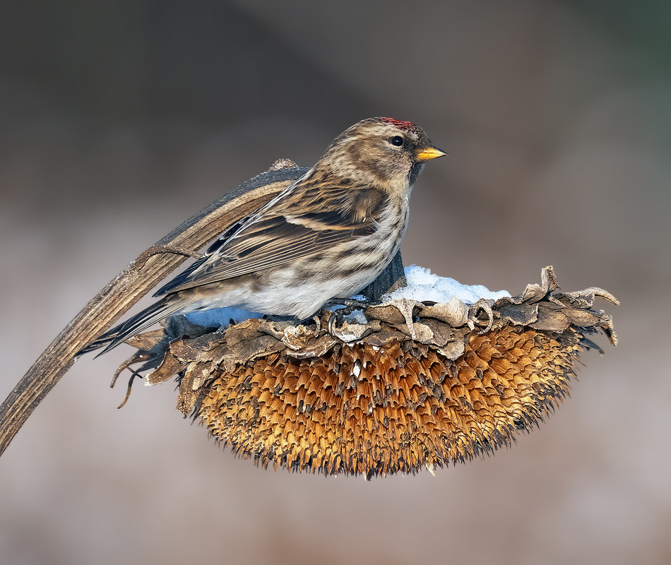 Фотографія Чечітка звичайна, самочка (Acanthis flammea) / Igor Chervonenko / photographers.ua