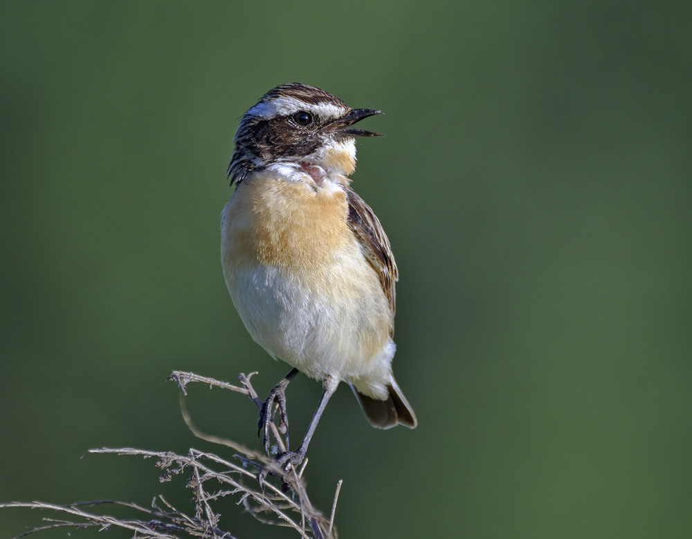 Фотографія Трав'янка лучна (Saxicola rubetra) / Igor Chervonenko / photographers.ua