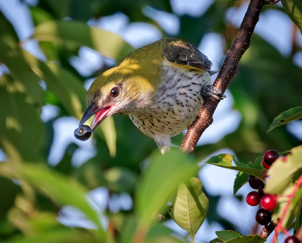 Фотографія Про ягідки / Igor Chervonenko / photographers.ua