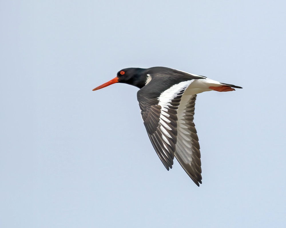 Фотографія Сорока... але не та / Igor Chervonenko / photographers.ua