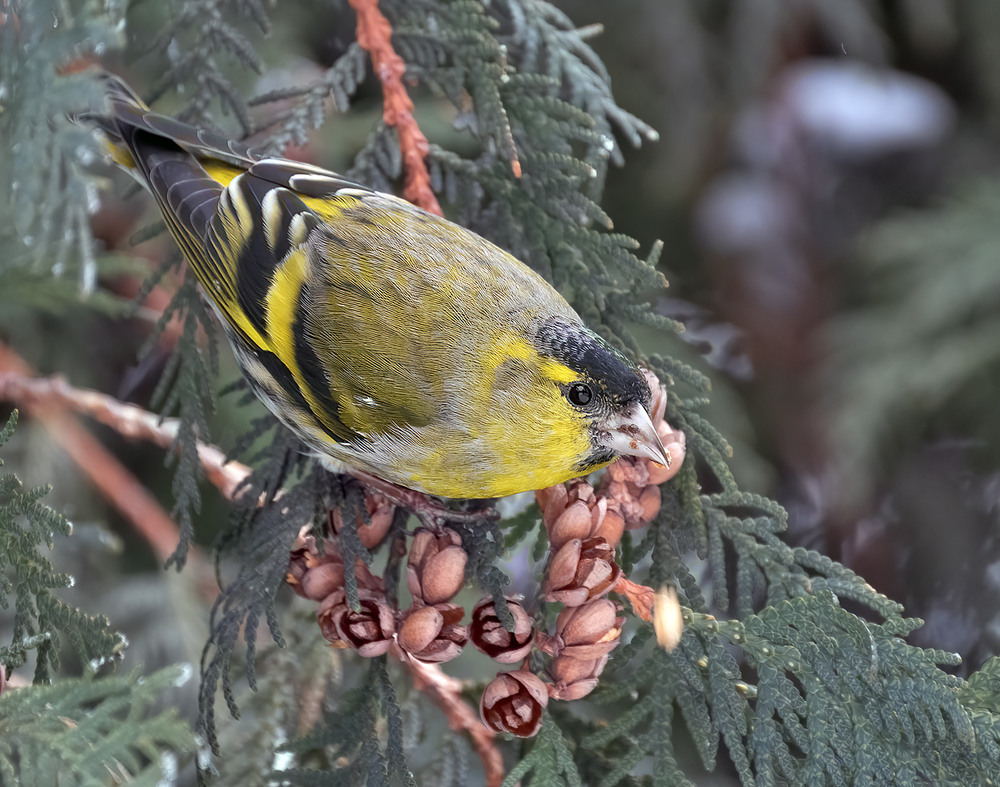 Фотографія Чиж, самець (Spinus spinus) / Igor Chervonenko / photographers.ua