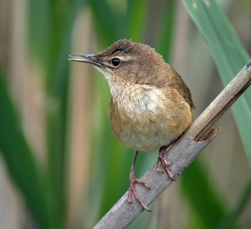 Фотографія Кобилочка солов'їна (Locustella luscinioides) / Igor Chervonenko / photographers.ua