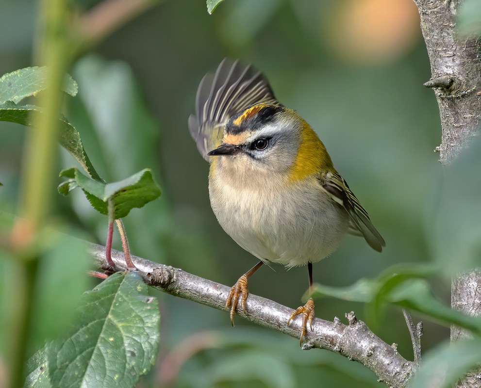 Фотографія Регулювальник / Igor Chervonenko / photographers.ua