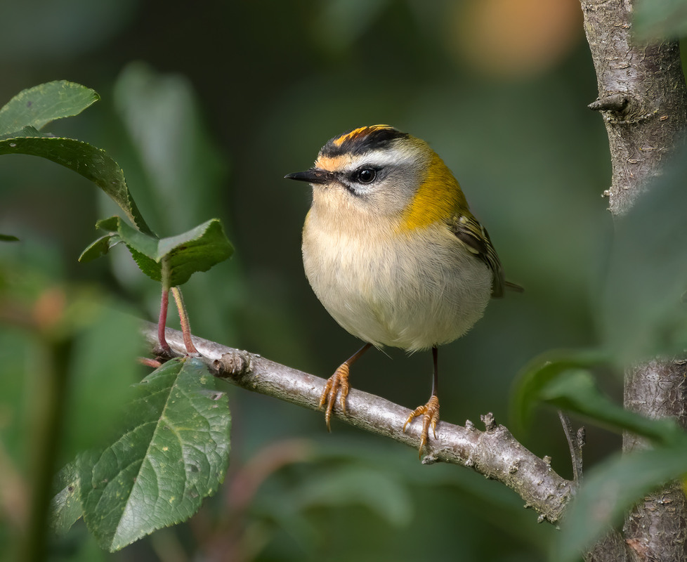 Фотографія Золотомушка червоночуба (Regulus ignicapillus) / Igor Chervonenko / photographers.ua