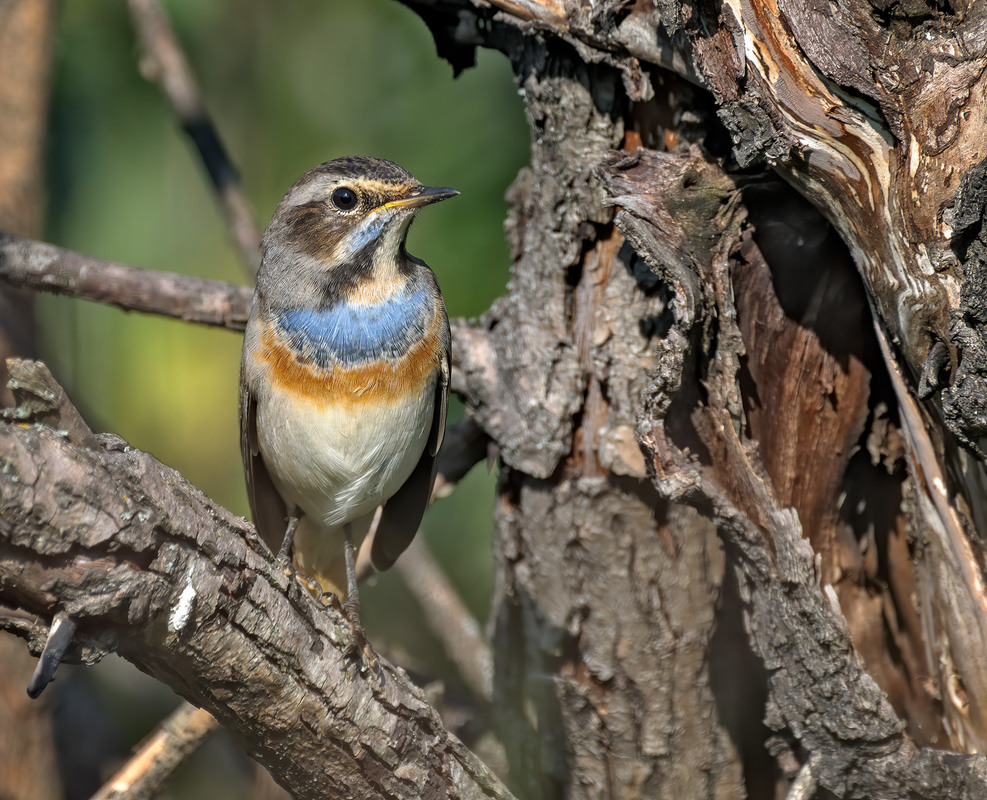 Фотографія Синьошийка (Luscinia svecica) / Igor Chervonenko / photographers.ua