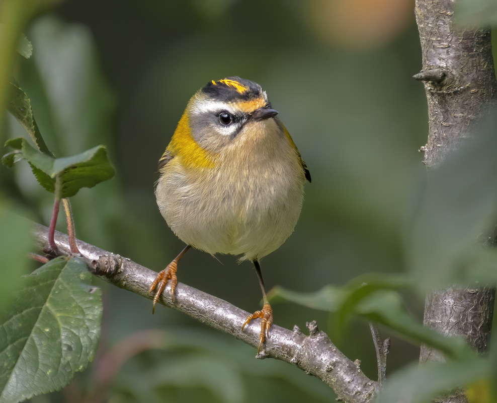 Фотографія Золотомушка червоночуба (Regulus ignicapillus) / Igor Chervonenko / photographers.ua