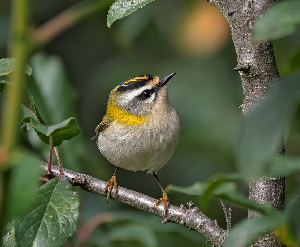 Фотографія Найменша / Igor Chervonenko / photographers.ua