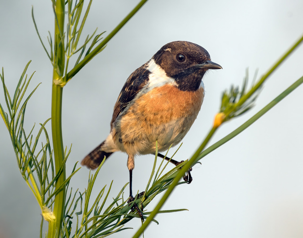 Фотографія Трав'янка чорноголова (Saxicola torquata) / Igor Chervonenko / photographers.ua