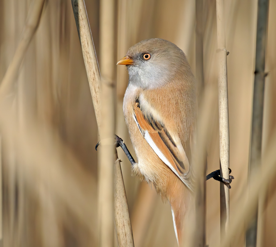 Фотографія Замаскувалась / Igor Chervonenko / photographers.ua