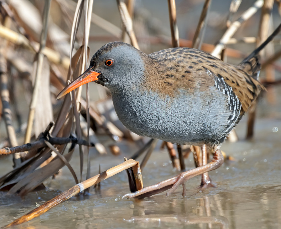 Фотографія Пастушок / Igor Chervonenko / photographers.ua