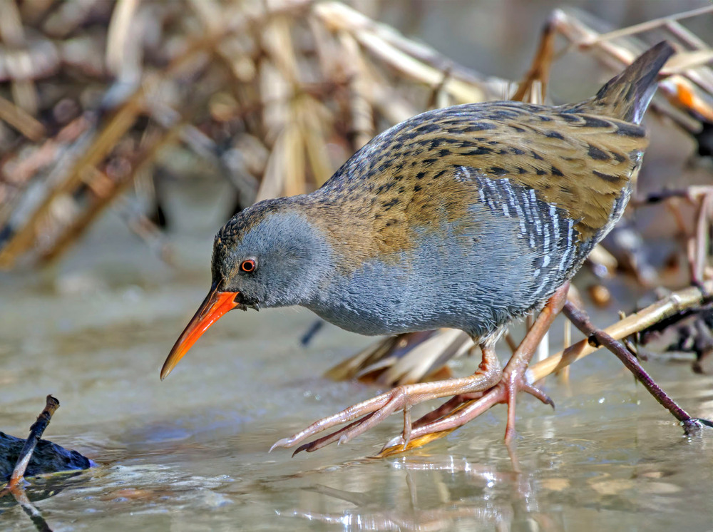Фотографія Пастушок / Igor Chervonenko / photographers.ua