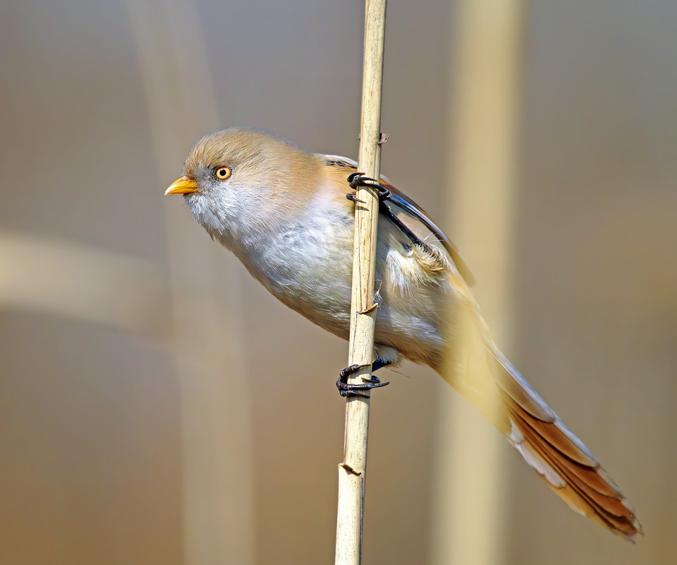 Фотографія Синиця вусата, самочка (Panurus biarmicus) / Igor Chervonenko / photographers.ua