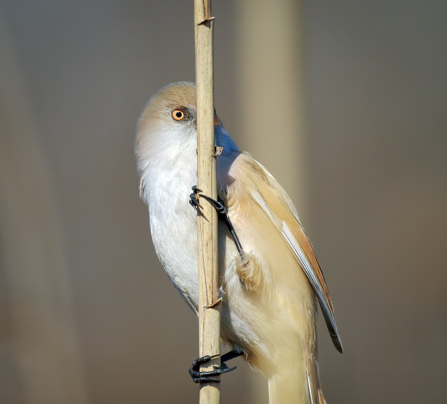Фотографія А я тебе бачу! / Igor Chervonenko / photographers.ua