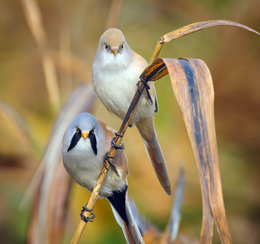 Фотографія Сімейний портрет / Igor Chervonenko / photographers.ua