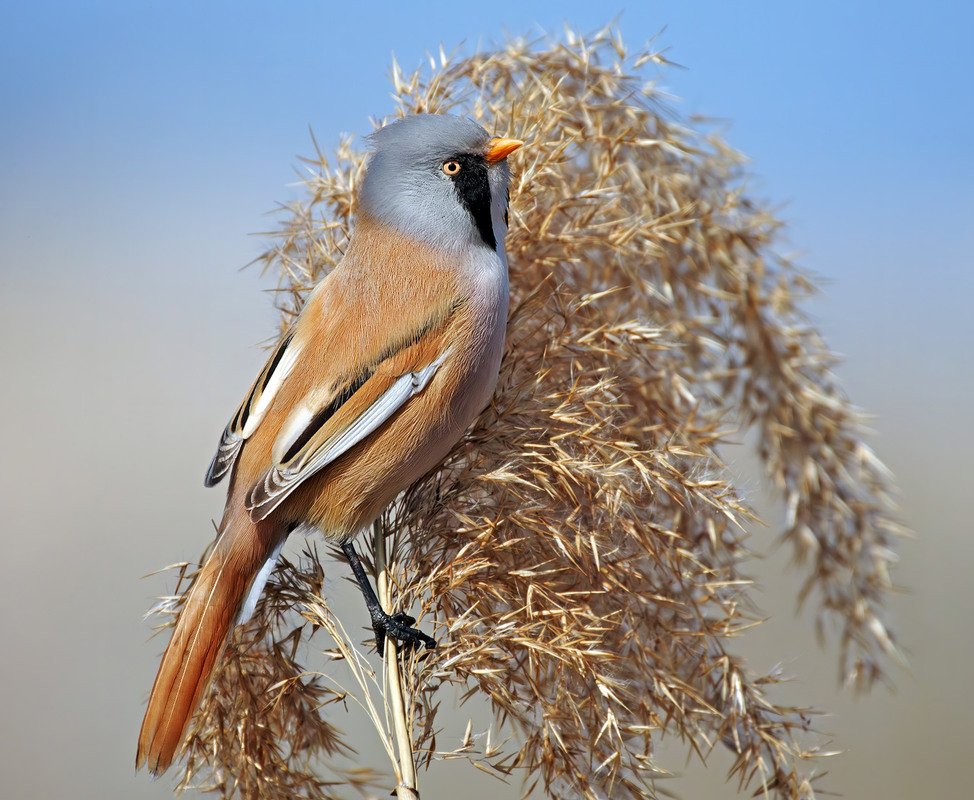 Фотографія Синиця вусата, самець (Panurus biarmicus) / Igor Chervonenko / photographers.ua