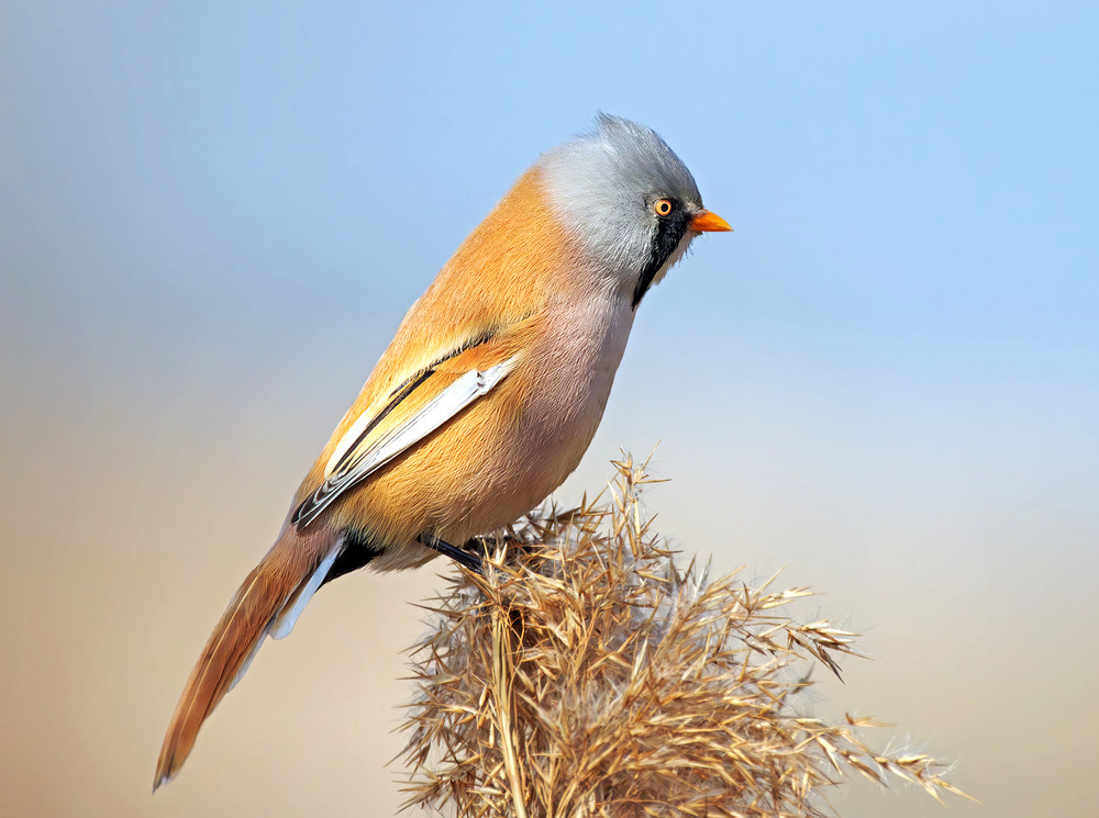 Фотографія Синиця вусата, самець (Panurus biarmicus) / Igor Chervonenko / photographers.ua