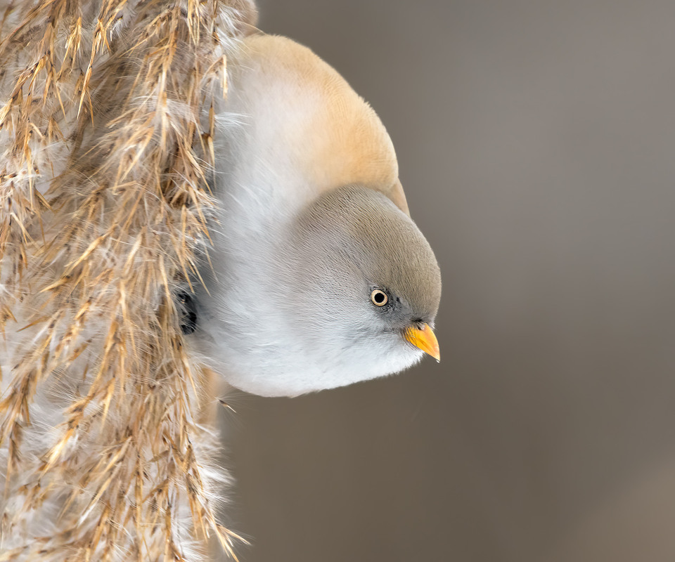 Фотографія Синиця вусата, самка (Panurus biarmicus) / Igor Chervonenko / photographers.ua