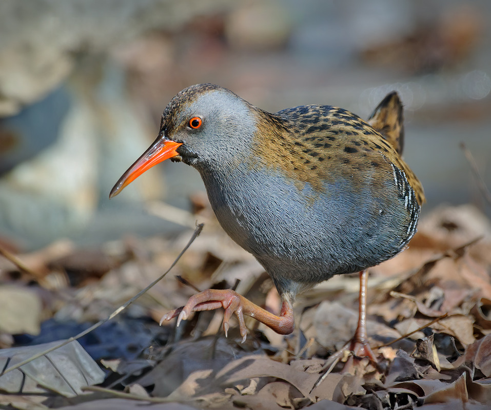 Фотографія Пастушок / Igor Chervonenko / photographers.ua