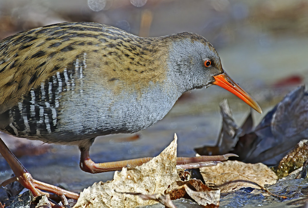 Фотографія Пастушок / Igor Chervonenko / photographers.ua
