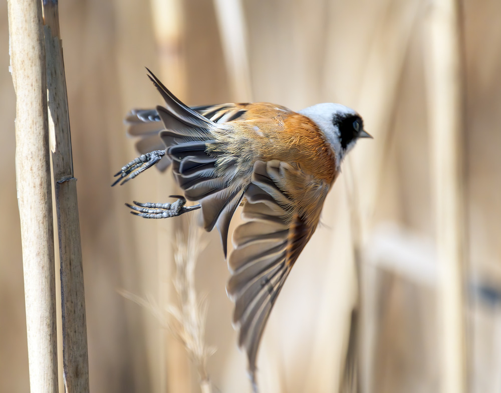 Фотографія Втікач / Igor Chervonenko / photographers.ua