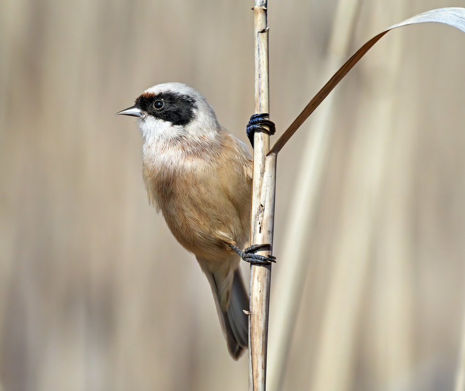 Фотографія Ремез звичайний (Remiz pendulinus) / Igor Chervonenko / photographers.ua
