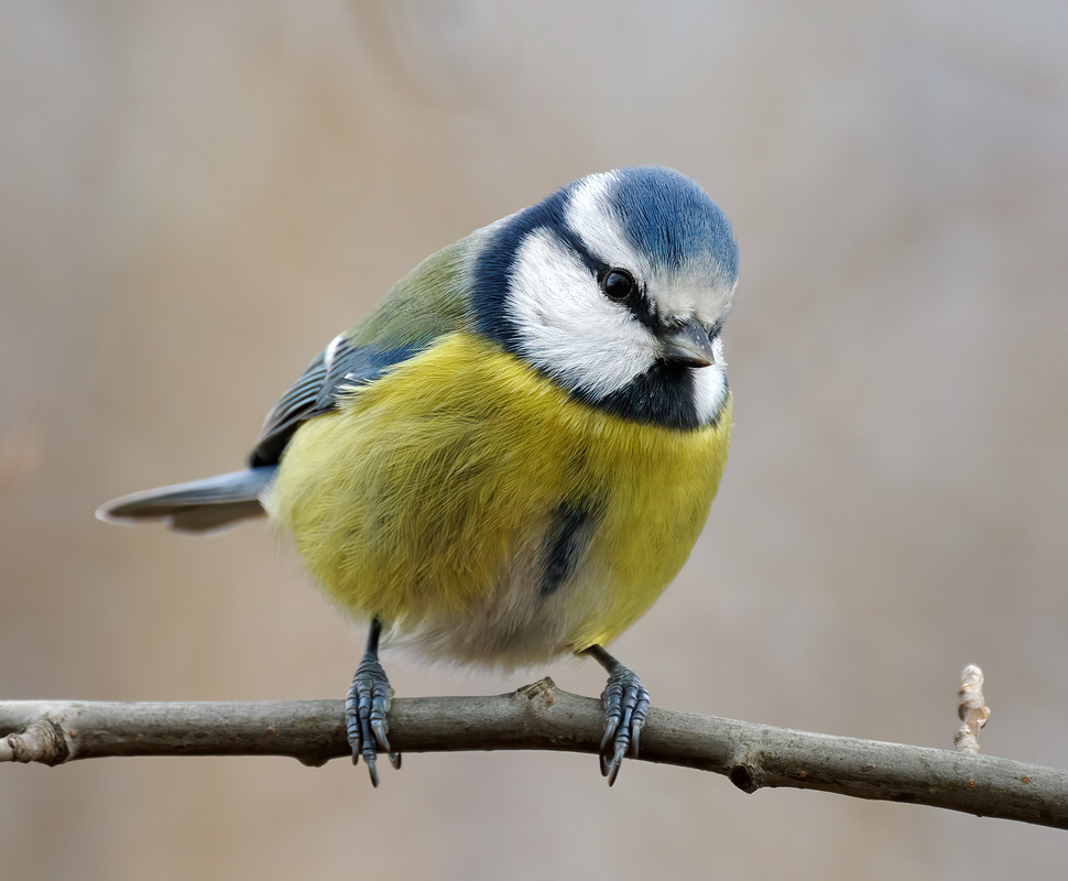 Фотографія Синиця блакитна (Cyanistes caeruleus) / Igor Chervonenko / photographers.ua